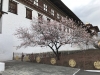 These are ornamental cherry trees blossoming through out Bhutan