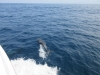 We even had a pod of 4 dolphins come to play...sweet as!!!