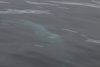 That is an Orca underwater right by our ship under our balcony!!