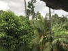 View of the rainforest at Warrick Ibah Resort in Bali
