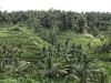 Tegallang Rice Fields outside Ubud