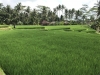 Rice fields are everywhere around Ubud!!