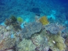 Lovely coral and a surgeonfish