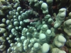 Small Cardinalfish among a potato coral