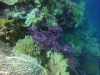 Beautiful purple coral tree