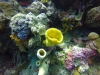 Yellow tube coral