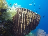Large Barrel Sponge with White Seaworms on the outside
