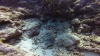 A small orange and white juvenile Yellowtail Coris below the fire dartfish....the video is better!!