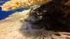 Scorpionfish well hidden!!