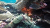 A pair of small Leopard Groupers....the video is really good!!!