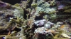 Can you see the scorpion fish?