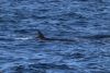 Sei whales just show their backs and dorsal fin so really hard to tell just how big they are!!
