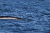 Sei whales are the third largest whale in the world!!