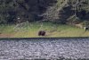 Mr Bear looking for fish