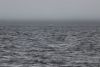 Some rough waters in Chatham Strait. You can barely see the big splash left over from a whale breaching