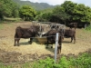 These cows will be sent to Honshu to be fed and become Wagyu beef