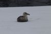 Southern Giant Petrel resting