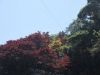 Lovely Japanese Maples growing on the hillside overlooking an impressive temple