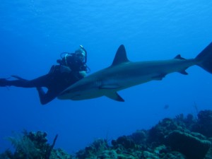 Exciting diving in the Turks & Caicos.