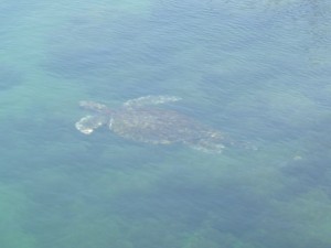 Many marine turtles swim peacefully through the arches and lava formations