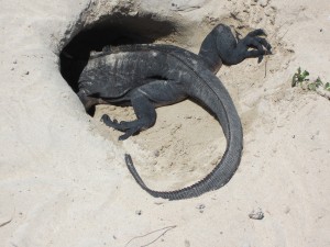 Iguana digging burrow for her eggs....Sand flies everywhere!