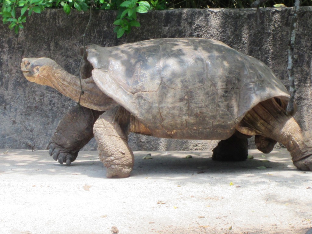 Tortoise at the breeding center..