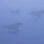 Graceful school of Spotted Eagle Rays flies by