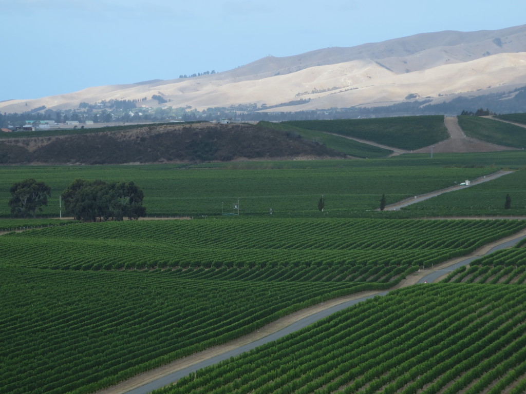 View of the vines and hills from Cloudy Bay Winery