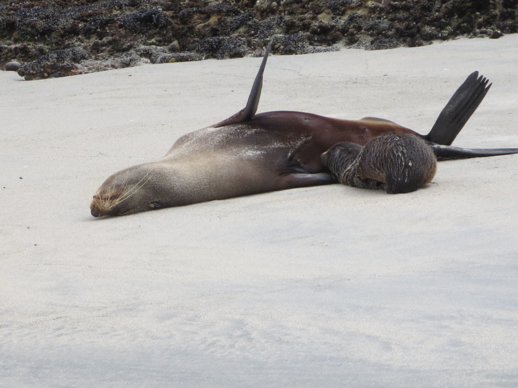 Ahhh the life!!! Seal pup and mom at Wharaki Beach
