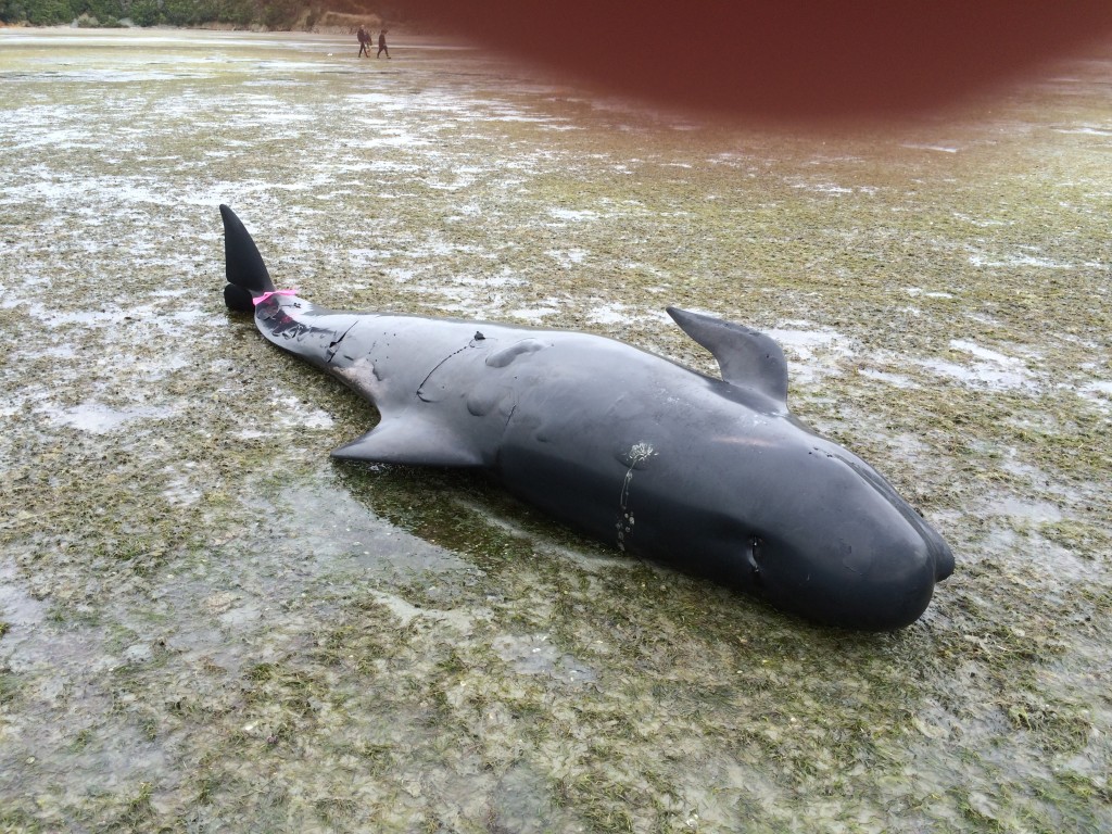 Not a pretty site - dead beached pilot whale