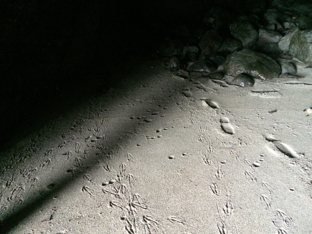Crested penguin tracks