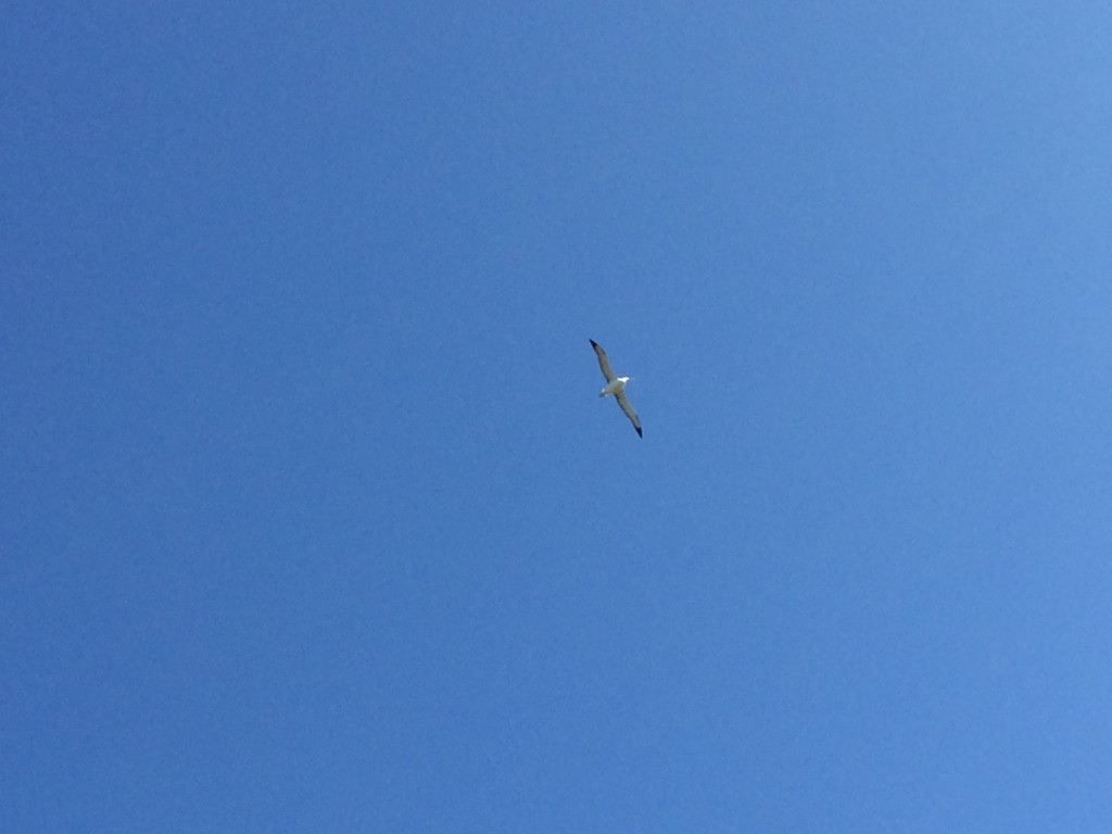 Albatross soaring!