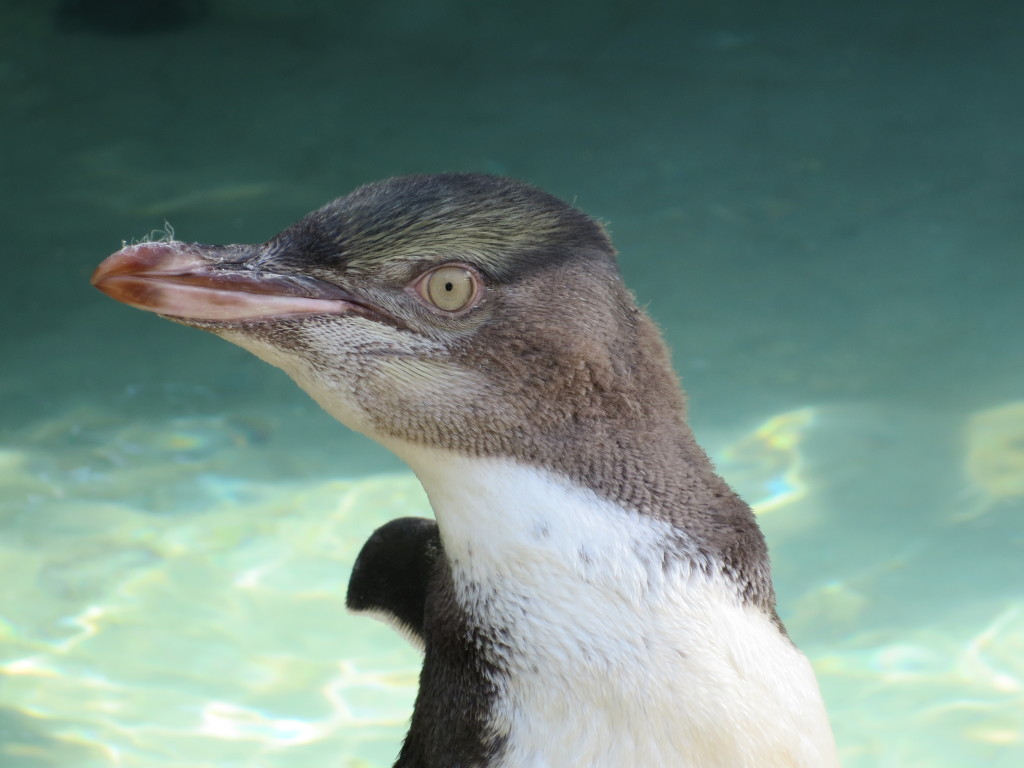 Juvenile Yellow-Eyed Penguin in the hospital