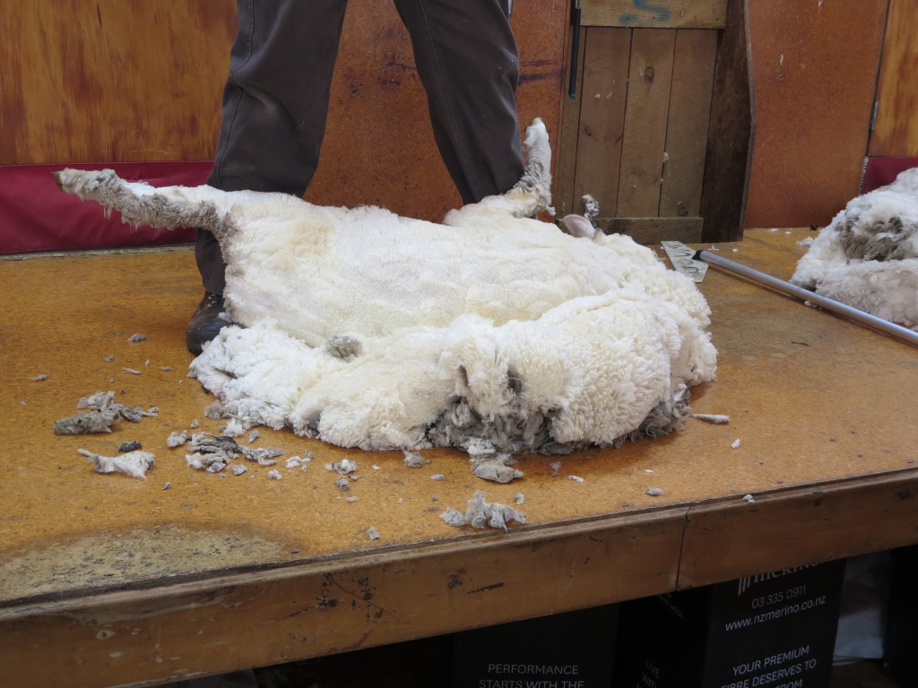 The wool comes off in one piece!