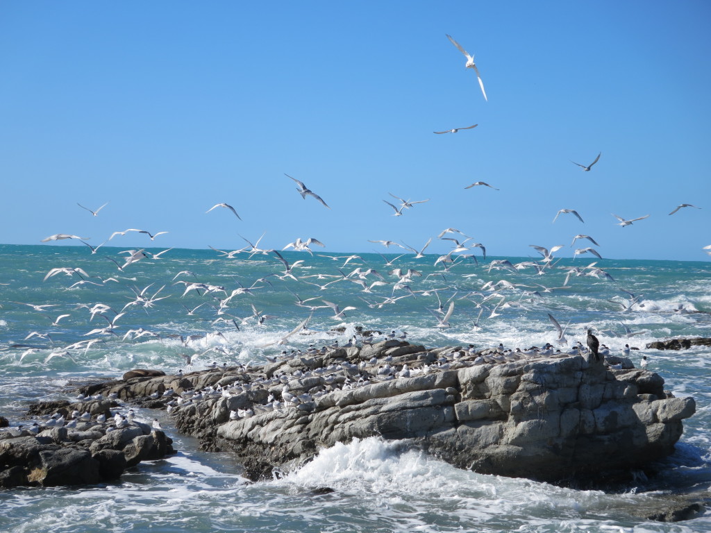 Flock of Terns
