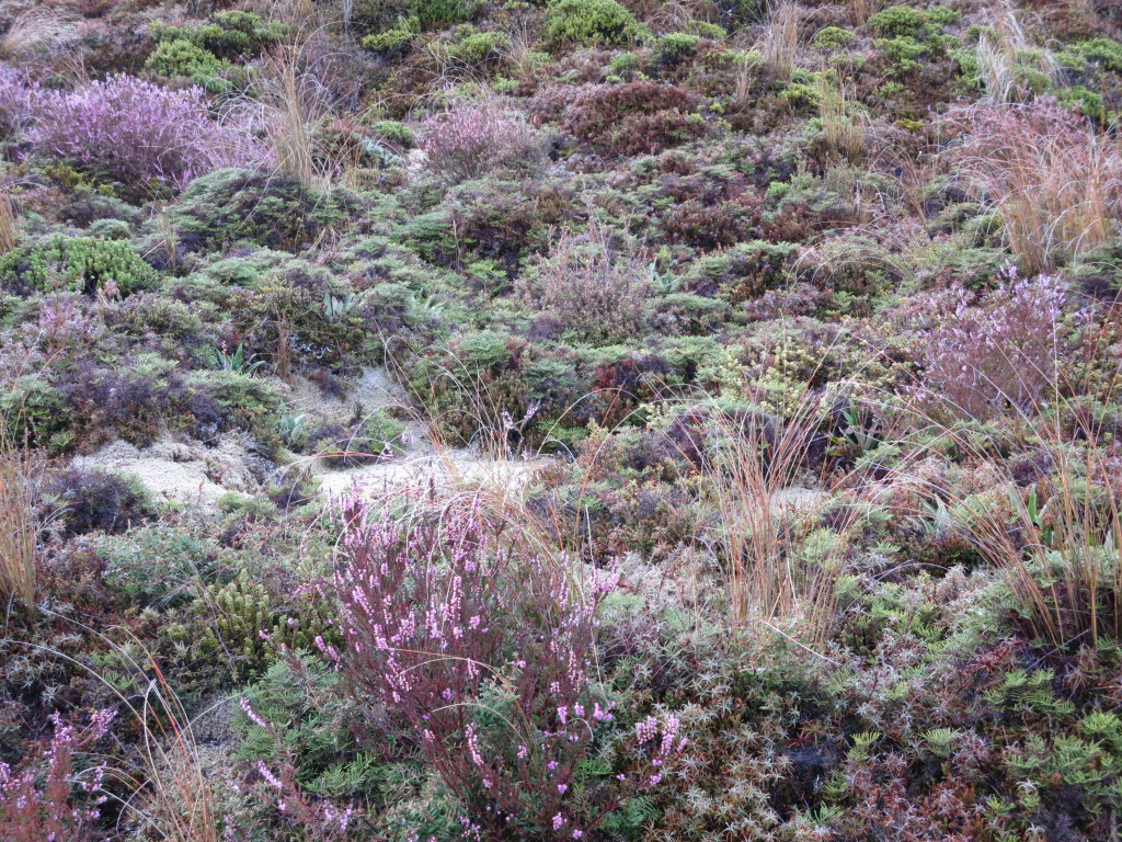 Tundra plants....actually quite spectacular!