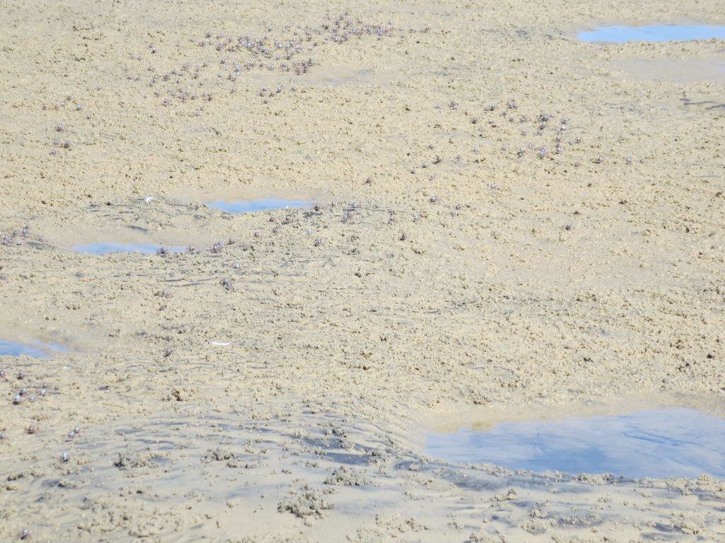 An army of sand crabs off Pelican Island....there were a gazillion of these guys!!!