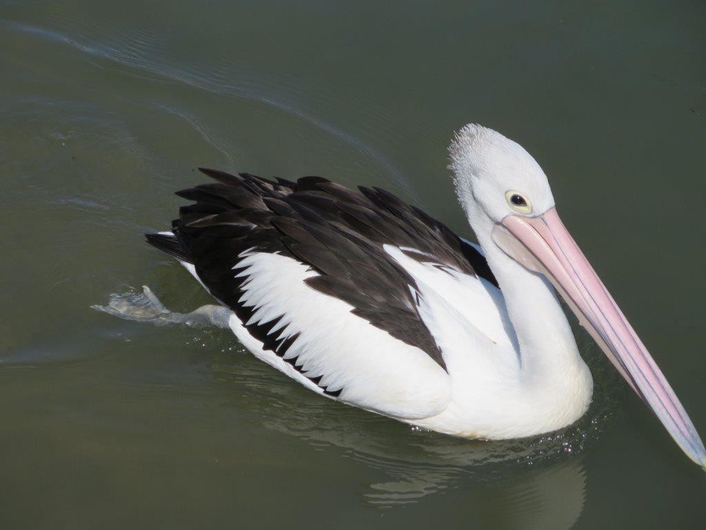The black and white Australian Pelican; love to watch these guys glide!!