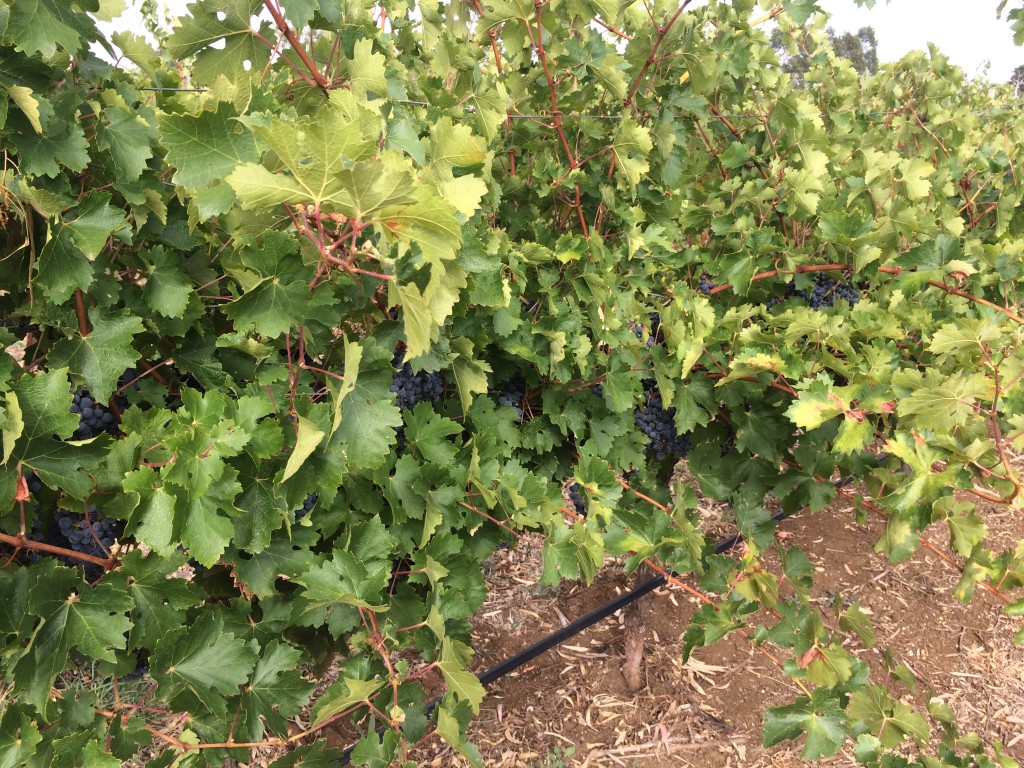 Cabernet Sauvignon grapes - about 2 weeks from harvest
