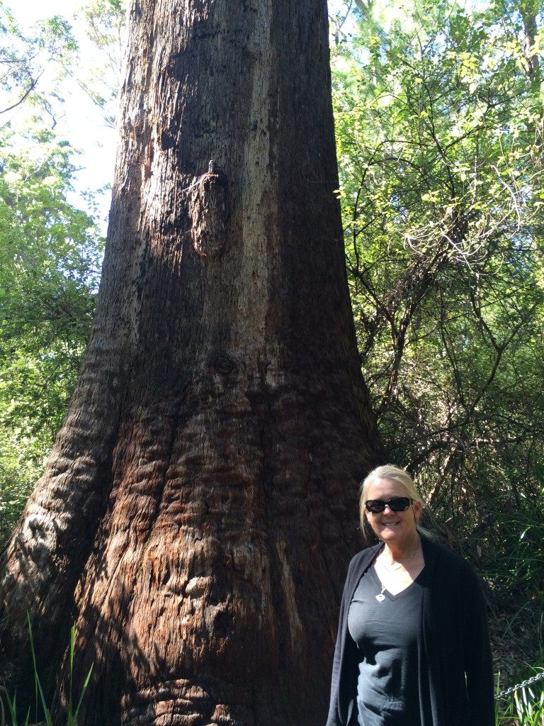 These trees were huge!!