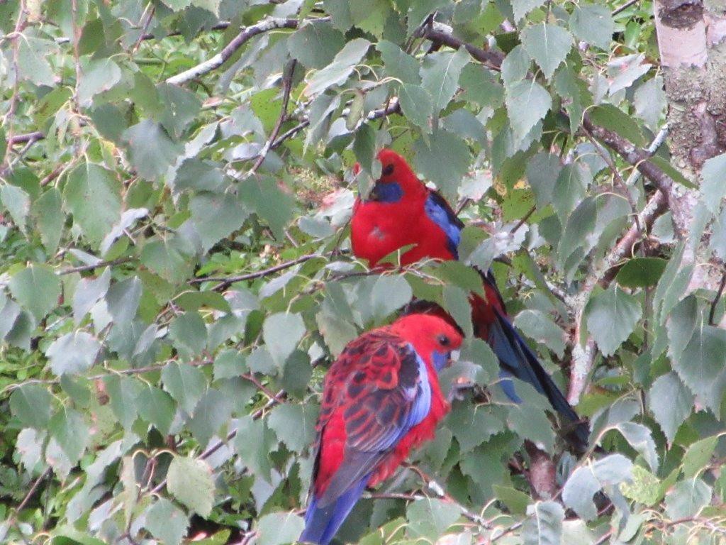 More pretty birds outside our room at Echo's.....Crimson Rosella Parrot