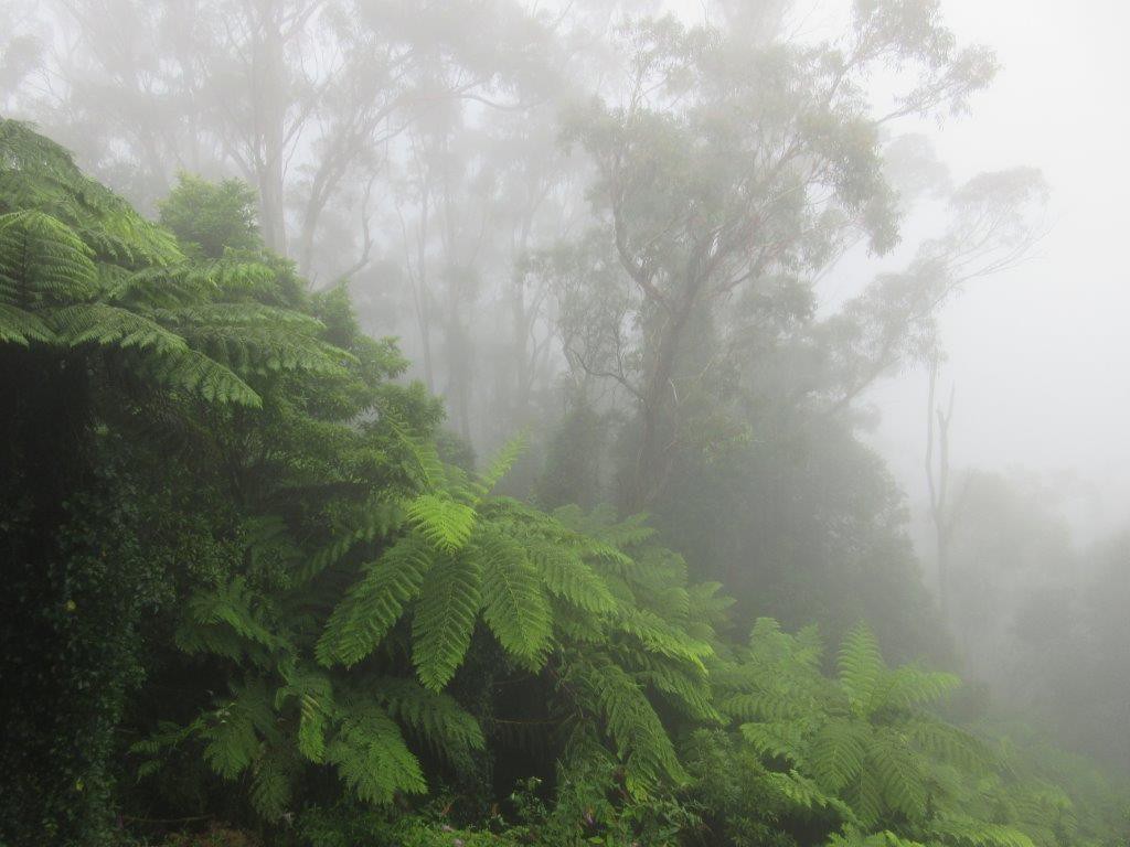 Jamison Valley rainforest....see the fog!!