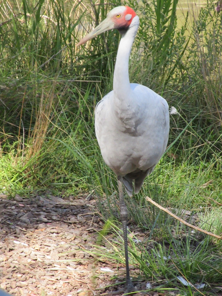 Brolga Crane....very rare