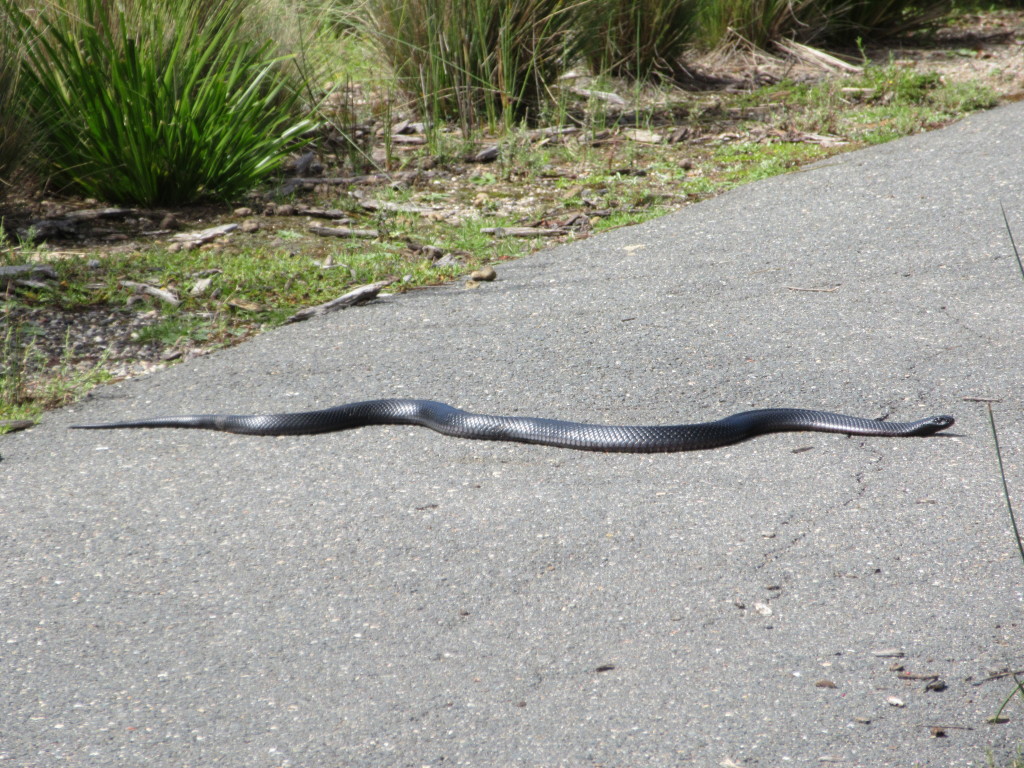 Red Belly Black Snake....poisonous!!
