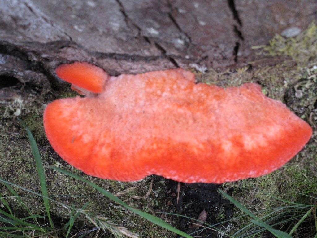 An orange mushroom....whoa