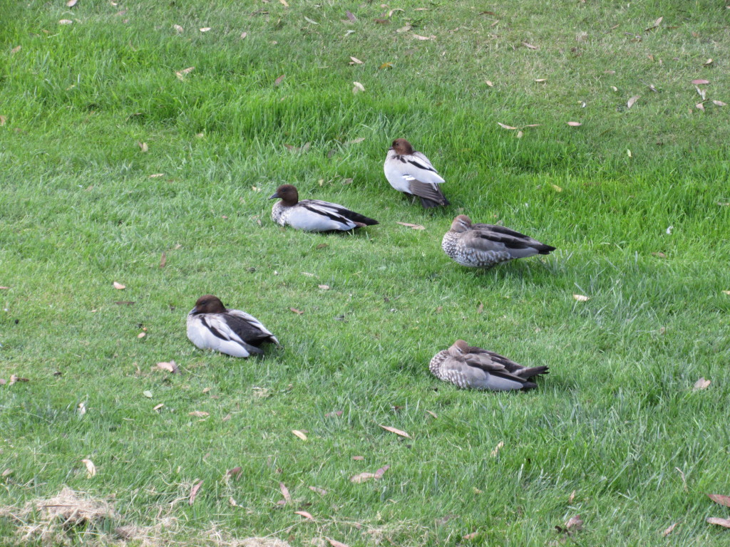 Cute Ducks....ok, we were desperate for some critter sightings!!