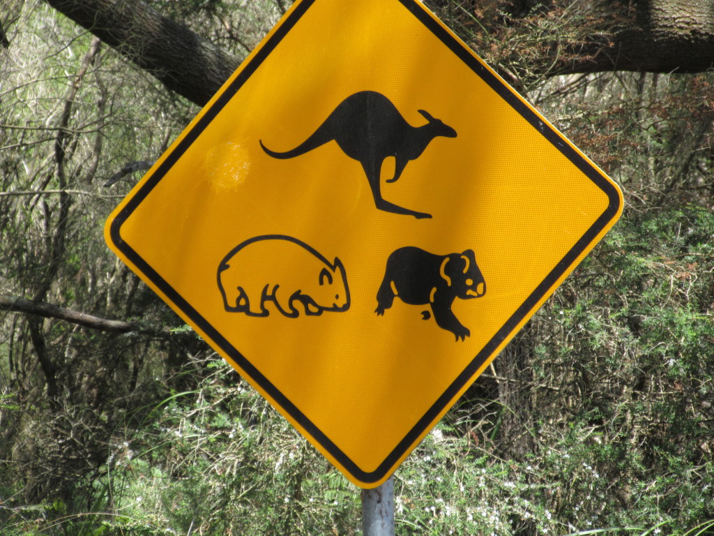 Roadside warning sign for kangaroos, wombat, and koalas