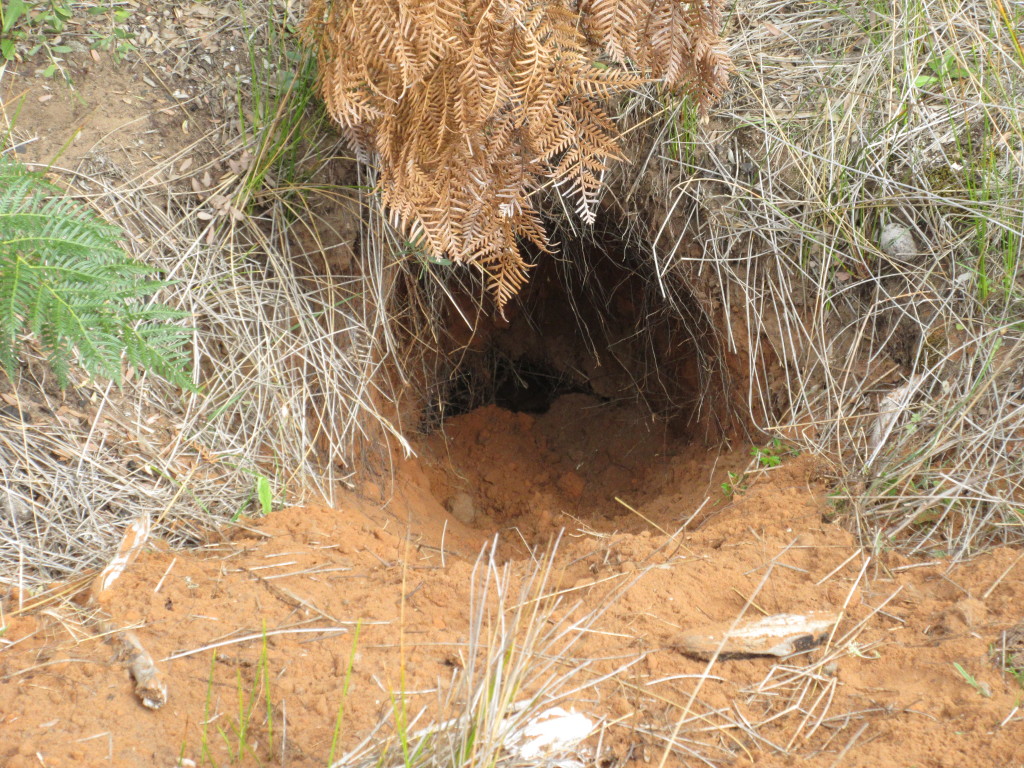 This is a wombat burrow.....we think that might be his butt but we chose not to disturb!!