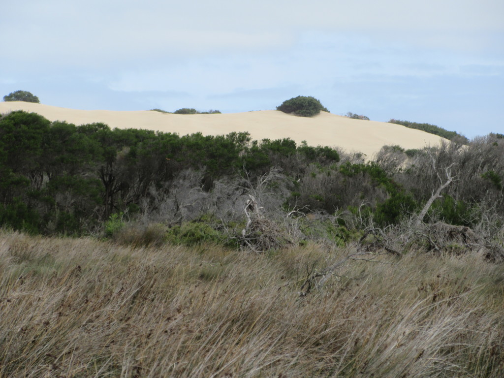 Typical sand dune in the Prom