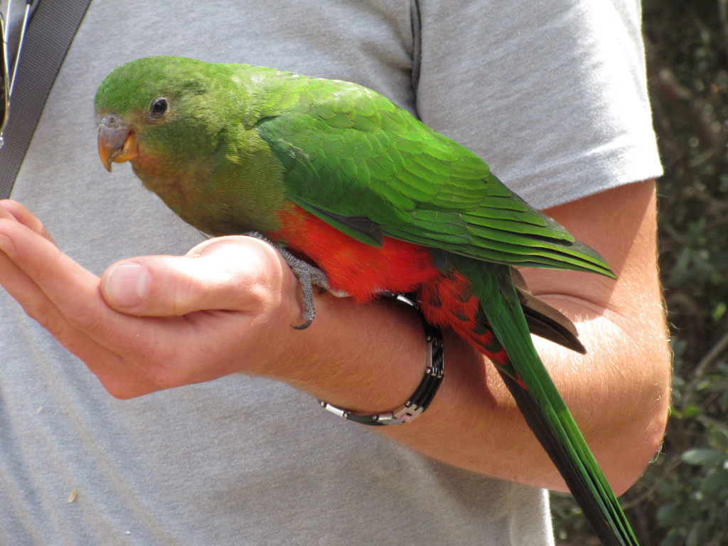 Parrot at Kennett River